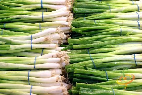 Fresh onion (seeds) from SeedsNow, evergreen bunching onion seeds with green tops and bulbous bases.