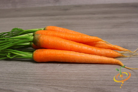 Tendersweet carrot seeds from SeedsNow, featuring 7-inch long orange carrots perfect for home gardening.