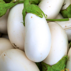 Fresh eggplant (aubergine) from SeedsNow, showing vibrant purple fruit with glossy skin on a plant.