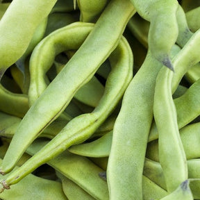 Romano pole bean plant with green beans growing on a trellis, SeedsNow brand, fresh and vibrant vegetable crop.