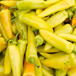 Hungarian Hot Wax pepper seeds from SeedsNow, showing vibrant red hot peppers with glossy skins and tapered shape.