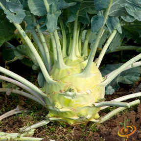 Kohlrabi Delicatesse with blue seeds from SeedsNow, fresh and vibrant vegetable ready for harvest or planting.