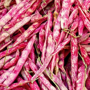 Bush borlotti bean seeds from SeedsNow, fresh and packaged for planting, ideal for home vegetable gardens.