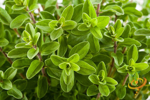 Marjoram, Sweet.