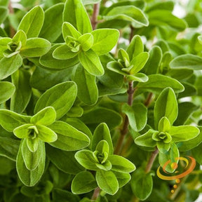 Marjoram sweet seeds from SeedsNow, small brown seeds for herb gardening and culinary use.