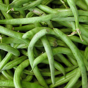 Bush bean Slenderette seeds from SeedsNow, showing fresh green bean seeds in a natural setting.