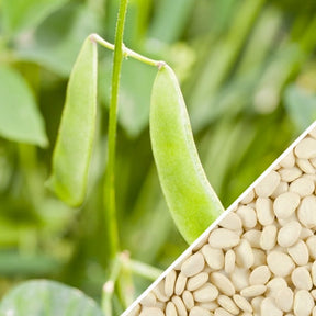 Lima bean plant with lush green foliage, Thorogreen lima bean seeds from SeedsNow growing in a garden.