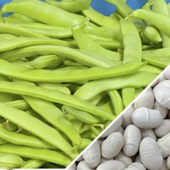 Romano pole beans growing on a plant, fresh green beans ready for harvest, from SeedsNow.
