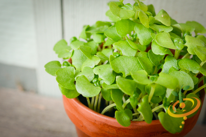 Sprouts/Microgreens - Basil, Green - SeedsNow.com