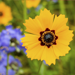 Dryland scatter garden seed mix by SeedsNow featuring various wildflowers ideal for dry, sunny gardens.