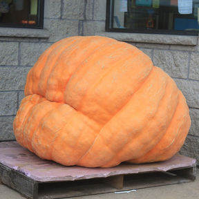 Pacific Giant pumpkin seeds from SeedsNow, showing large, vibrant orange pumpkins with thick stems and textured rinds.