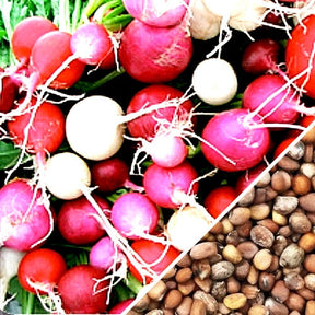 Radish Easter Egg seeds from SeedsNow, showing vibrant radish roots with colorful, egg-shaped vegetables ready to harvest.