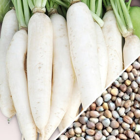 White Icicle radish seeds from SeedsNow, showing vibrant white radish bulbs and green leafy tops in a gardening scene.