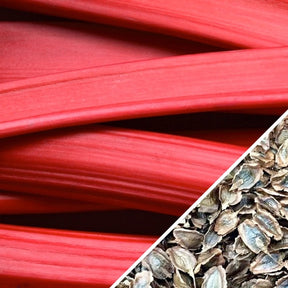 Fresh Rhubarb Victoria seeds from SeedsNow, showcasing vibrant green stalks and healthy seed packets for planting.