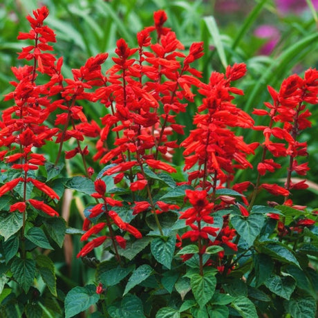 Flowers - Scarlet Sage - SeedsNow.com