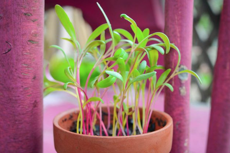 Rainbow chard microgreens sprouting from SeedsNow seeds, vibrant green and colorful microgreens on a white background.