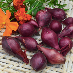 Red Wethersfield onion sets from SeedsNow-Bulb-Onion arranged in a tray for planting, ready for gardening.