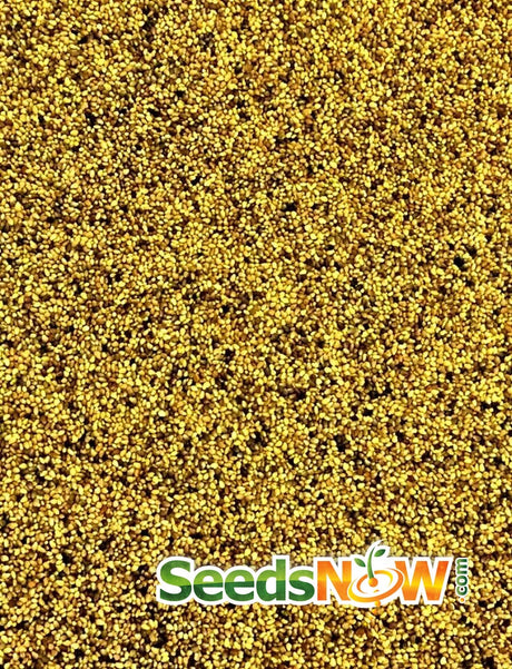 Red Crimson clover microgreens sprouts from SeedsNow, showcasing vibrant green sprouts with red-tinted leaves on a white background.