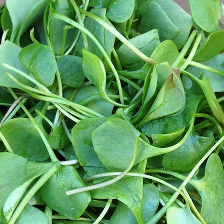 Watercress microgreens seeds from SeedsNow, fresh sprouts for salads or garnishes, shown in a clear container.
