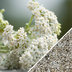 White Yarrow seeds from SeedsNow, showing small, oval-shaped seeds used for planting this medicinal herb.