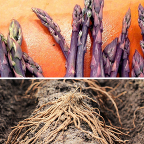 Purple Passion asparagus roots from SeedsNow, showcasing vibrant purple crowns and healthy green foliage for home gardening.