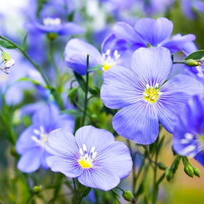 Blue flax flower seeds from SeedsNow-Flowers, close-up of vibrant blue flax flower seeds in a natural setting