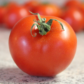 Indeterminate Bradley tomato seeds from SeedsNow, showcasing vibrant green tomato plant with ripe red tomatoes.