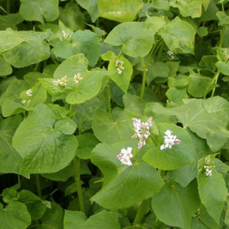 Cover Crop - Buckwheat - SeedsNow.com