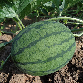 Watermelon seeds from Cal Sweet brand by SeedsNow, showing fresh, plump watermelon seed packets for planting or snacking.