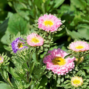 A close-up of Crego Mix Aster flower seeds from SeedsNow-Flowers, showing small seed grains for planting.