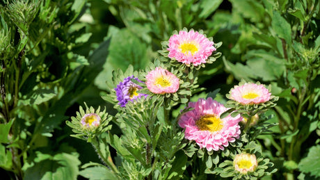 Aster flower seeds from Crego Mix by SeedsNow-Flowers, showing colorful mixed aster seed packets on a white background.
