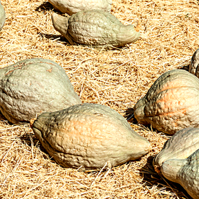 Winter Hubbard squash with Chicago Warted variety, shown as mature, green and orange striped squash on a vine.