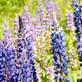 Wildflower mix showing vibrant lupine scatter garden seeds from SeedsNow, with colorful wildflowers and green foliage.