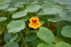 Nasturtium - Peach Melba - SeedsNow.com