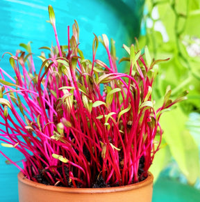 Organic dark red beet microgreens sprouts from SeedsNow, showcasing vibrant, fresh sprouting seeds on a clean background.