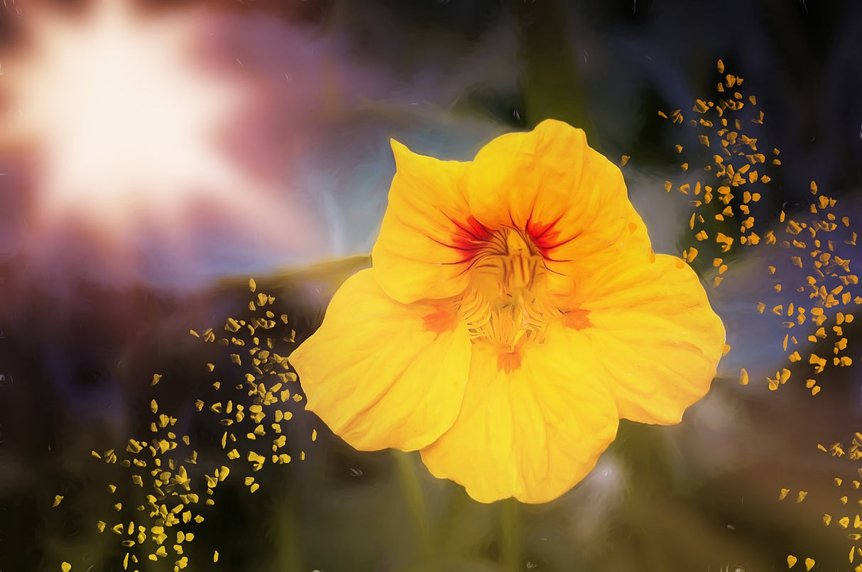 Nasturtium - Peach Melba - SeedsNow.com