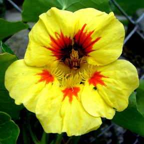 Nasturtium Peach Melba flower seeds from SeedsNow, showing vibrant peach and red blooms ready for planting.