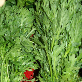 Shungiku edible chrysanthemum seeds from SeedsNow, displayed in a small packet with fresh leaves and flowers.