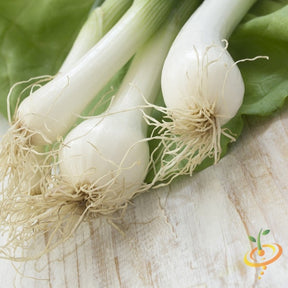 White Lisbon onion bunching seeds from SeedsNow, showing small seed clusters ideal for planting onion bulbs.