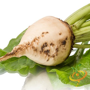 White Detroit beet seeds from SeedsNow, fresh seeds for growing vibrant white beets in your garden.