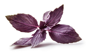 Basil - Dark Opal Purple.