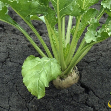 White Detroit beet seeds from SeedsNow, showing fresh beet seeds ready for planting in a natural setting.