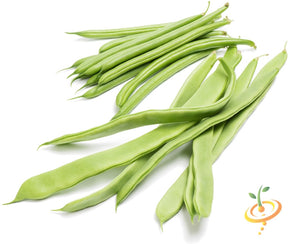 White Emergo runner bean growing on a support pole, fresh green leaves and white beans visible, from SeedsNow.