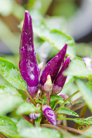 Pepper - Cayenne, Purple.