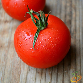 Indeterminate tomato plant grown from SeedsNow Atkinson seeds, featuring lush green foliage and developing tomato clusters.
