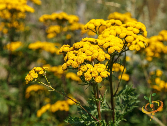 Tansy - SeedsNow.com