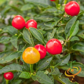 Close-up of dried Tepin hot pepper seeds from SeedsNow, showcasing small, round, reddish seeds used for spicy culinary dishes.