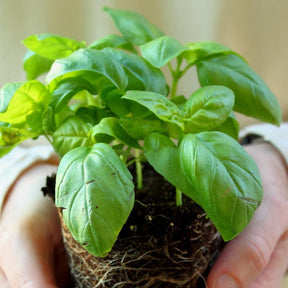 Genovese sweet basil seeds in a packet, ideal for growing fragrant basil for culinary use.