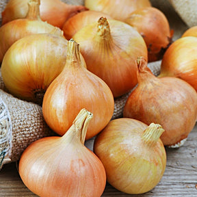 Organic yellow Rock onion sets from SeedsNow-Bulb-Onion, shown as small yellow onion bulbs ready for planting.