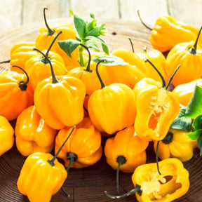 Yellow lemon habanero hot pepper seeds from SeedsNow, showcasing vibrant yellow peppers and fresh seed packaging.